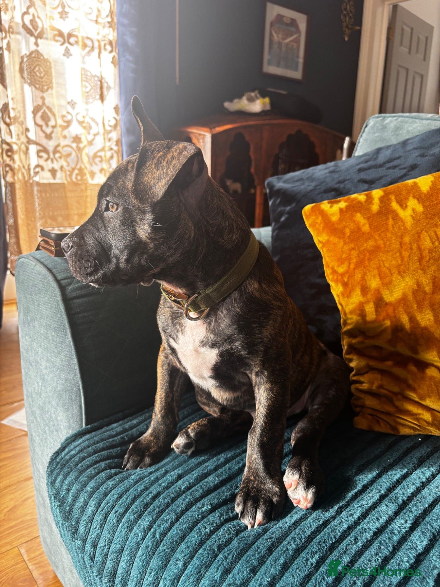 Mixed Breed dogs In need of a special home for our boy Dave  - Advert 2