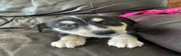 Mixed Breed dogs for sale: 7 beautiful siberian husky x labrador puppies - Advert 9