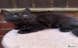 Maine Coon cats for sale: Maine coon cross kittens - Image 10