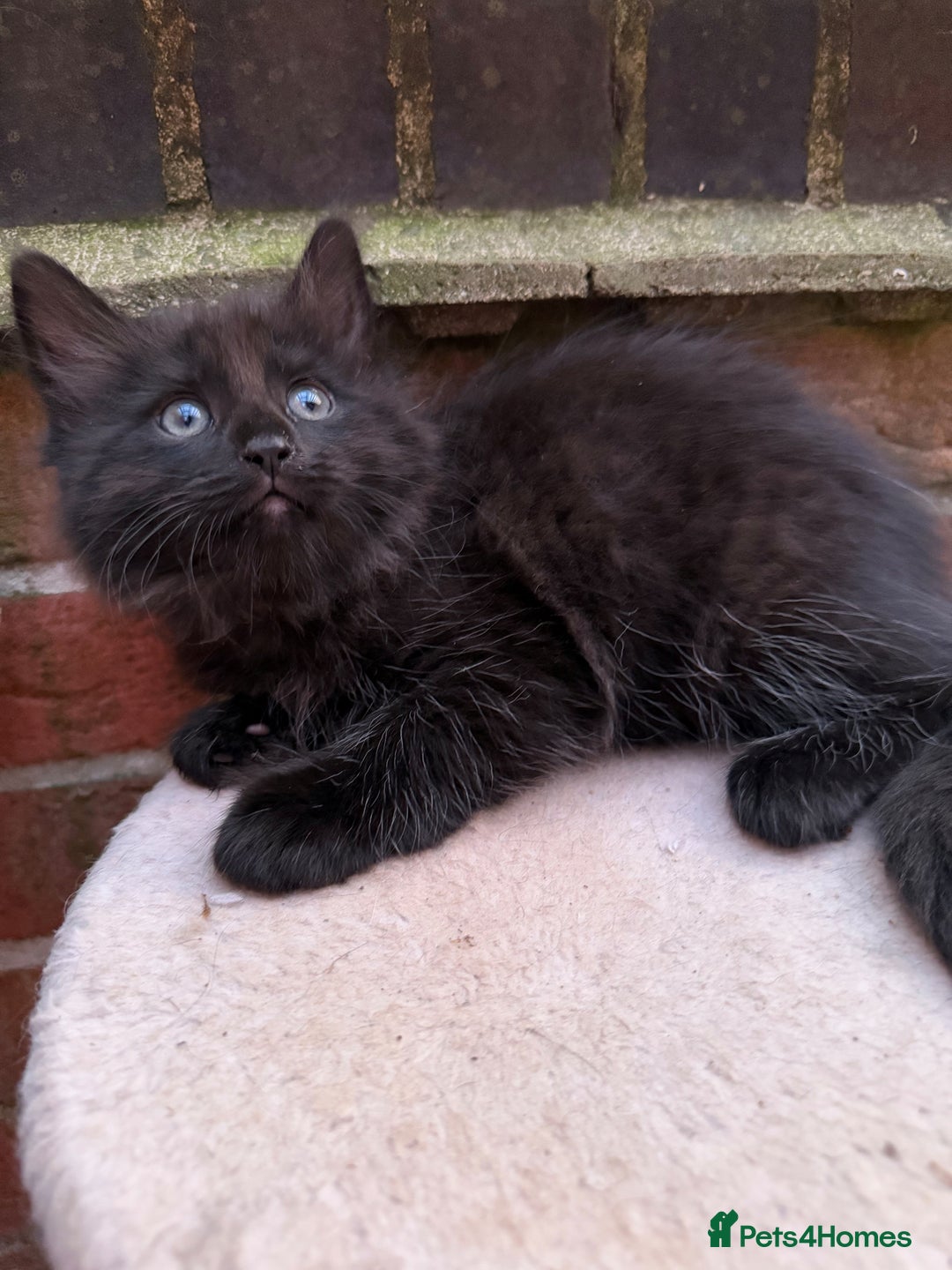 Maine Coon cats for sale: Maine coon cross kittens - Image 10