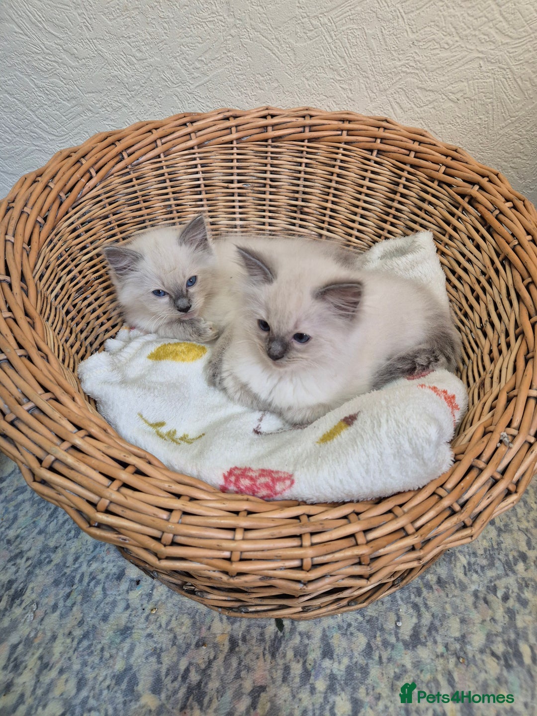 Ragdoll cats for sale: Pure ragdoll male kittens - Advert 2