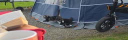 Mixed Breed cats for sale: Three little kittens  - Advert 10