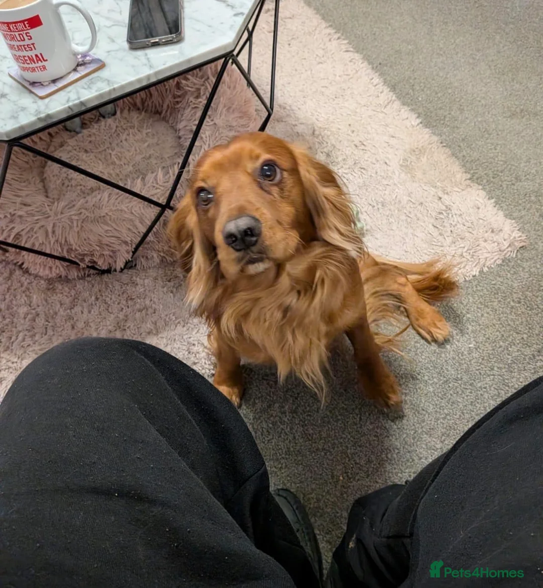 Cocker Spaniel dogs for sale: Working type Cocker spaniel - Advert 5