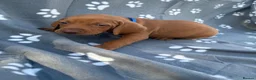 Hungarian Vizsla dogs for sale: Beautiful KC Reg Hungarian Vizsla Puppies - Advert 27