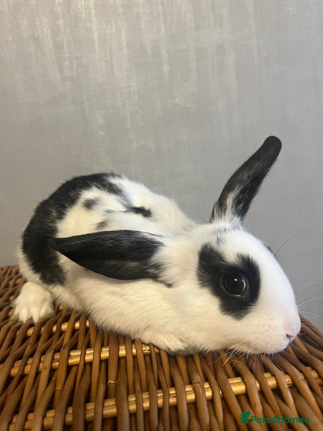 English Spot rabbits for sale: Baby English fancy rabbits - Advert 5