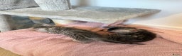 Mixed Breed cats for sale: Maine Coon x Savannah Kittens - Advert 14