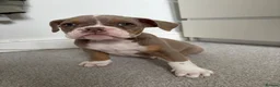 Olde English Bulldogge dogs for sale: Olde English bulldog puppies  - Advert 3
