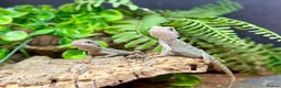 Bearded Dragon reptiles for sale: Citrus Red Hypo Trans Leatherback Bearded Dragons - Advert 6