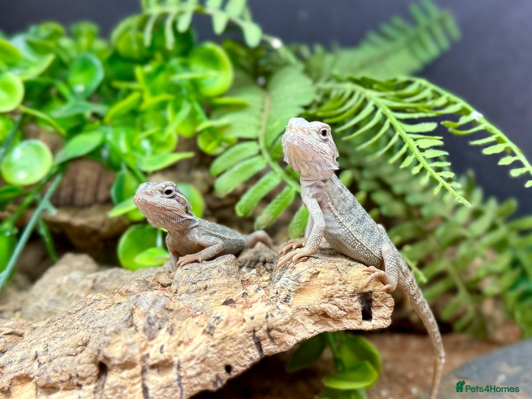 Bearded Dragon reptiles for sale: Citrus Red Hypo Trans Leatherback Bearded Dragons - Image 6