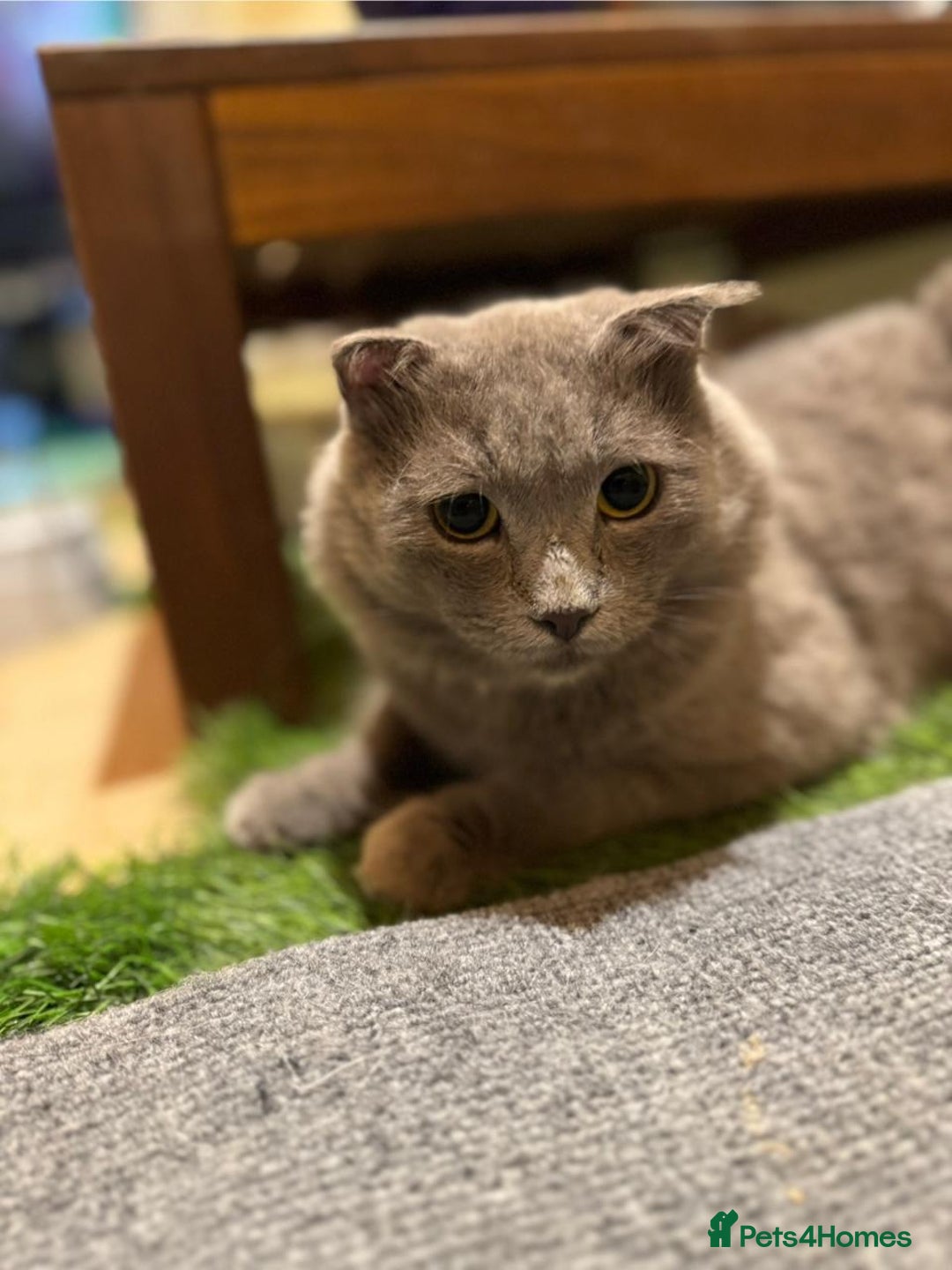 Mixed Breed cats for adoption: RAMADI MIX SCOTTISH FOLD BOY NEUTERED  - Image 4