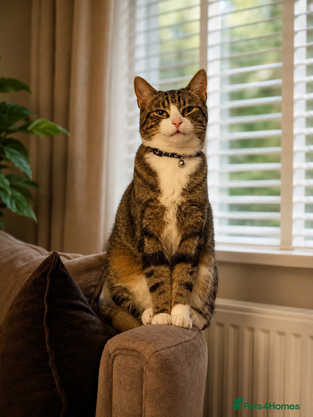 Mixed Breed cats MALE CAT FREE TO GOOD HOME - Advert 1
