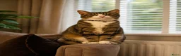Mixed Breed cats for sale: MALE CAT FREE TO GOOD HOME - Advert 1