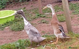 Ducks poultry for sale: Young kharki females(and various other ducks) - Image 5