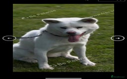 Japanese Akita Inu dogs for sale: Beautiful Japanese Akita Inu  - Image 4