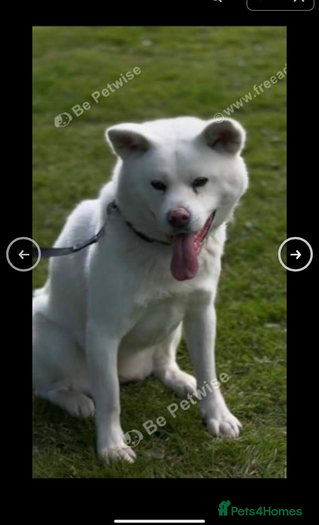Japanese Akita Inu dogs for sale: Beautiful Japanese Akita Inu  - Image 4