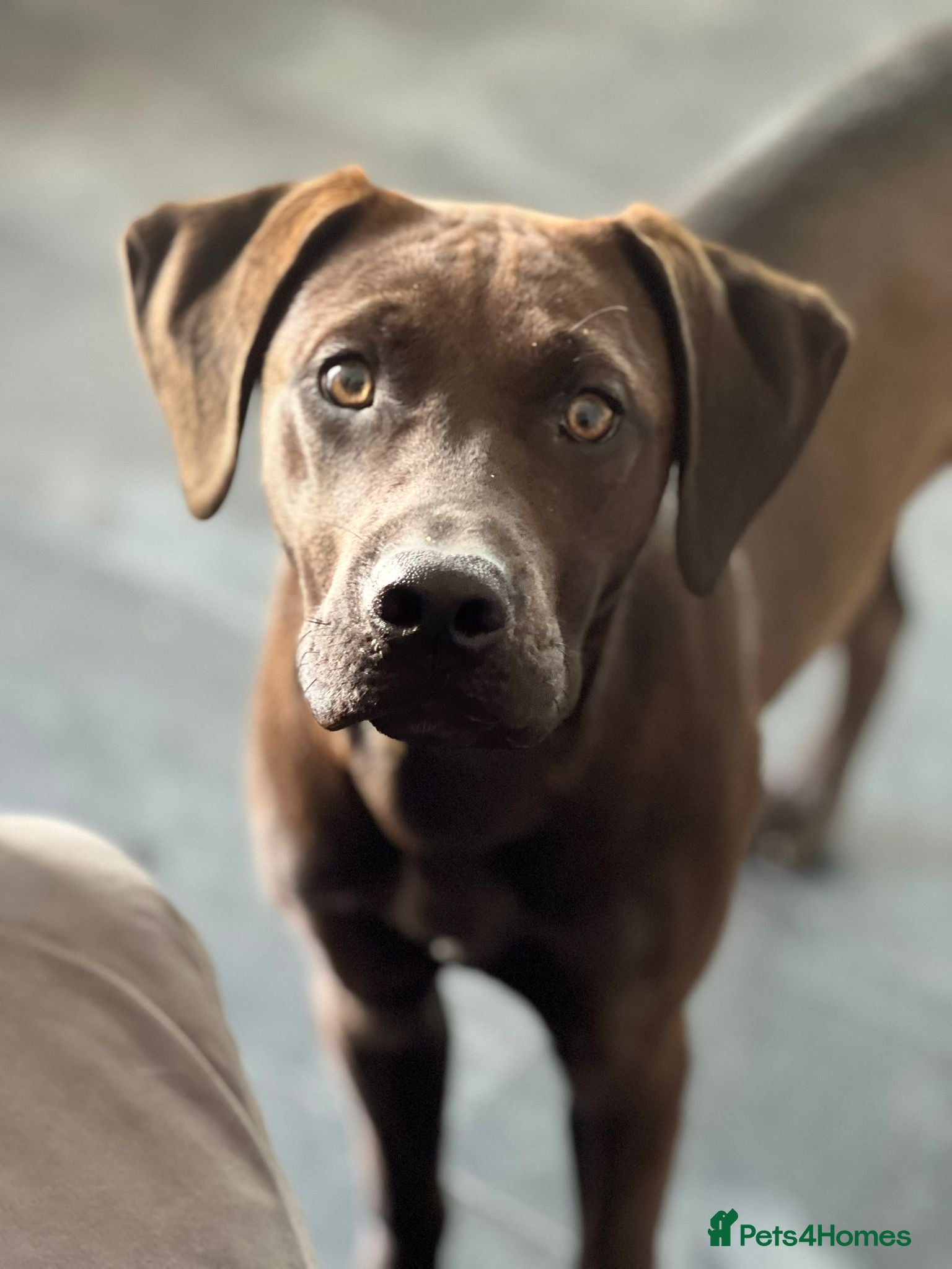 Labrador Retriever dogs Rehome 7 Month Old Working Type Labrador Retriever - Advert 3