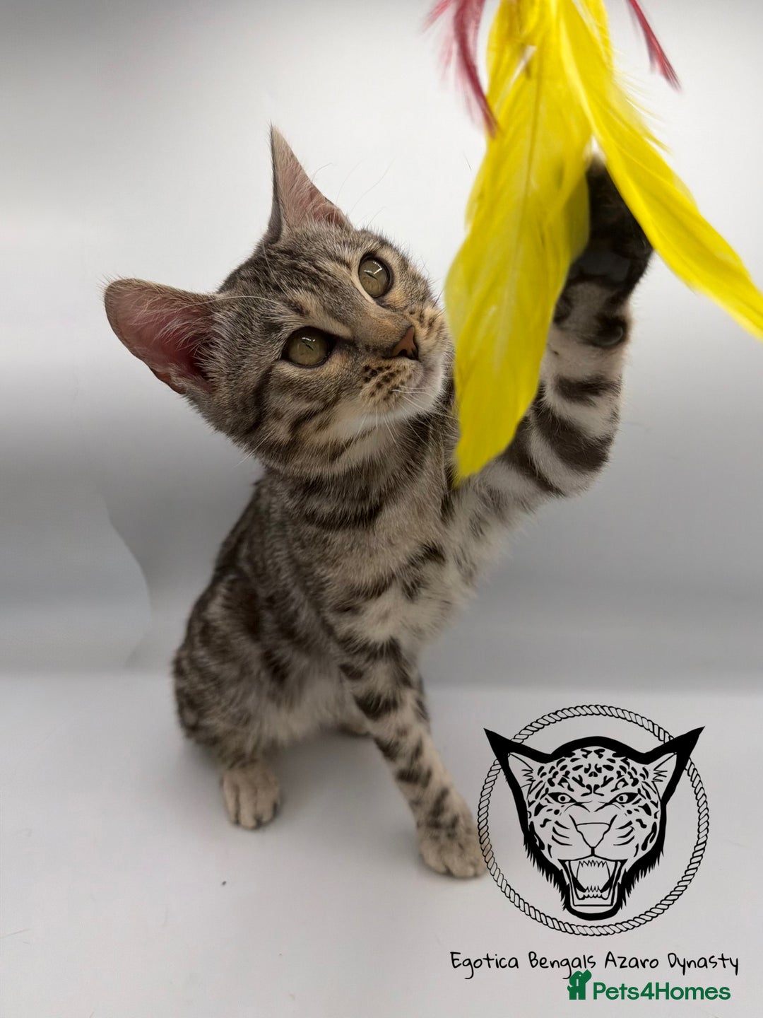 Bengal cats for sale: 🐆✨ GLITTER TICA 6TH GENERATION BENGAL KITTENS🐆✨ - Advert 6