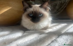 Ragdoll cats for sale: Two beautiful Ragdoll girls available  - Image 12