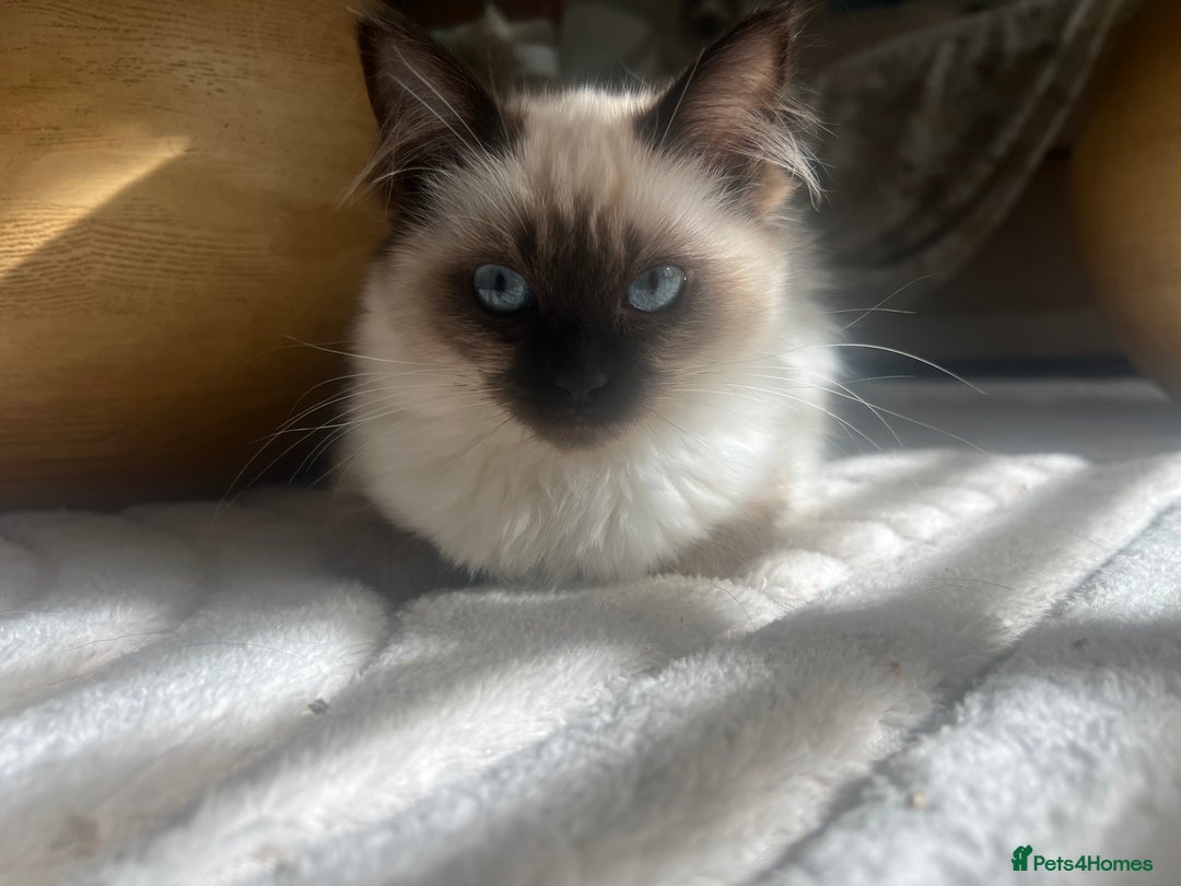 Ragdoll cats for sale: Two beautiful Ragdoll girls available  - Image 12