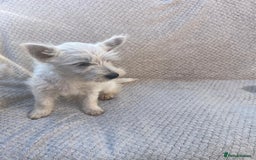 West Highland Terrier dogs for sale: West highland terrier  - Image 1