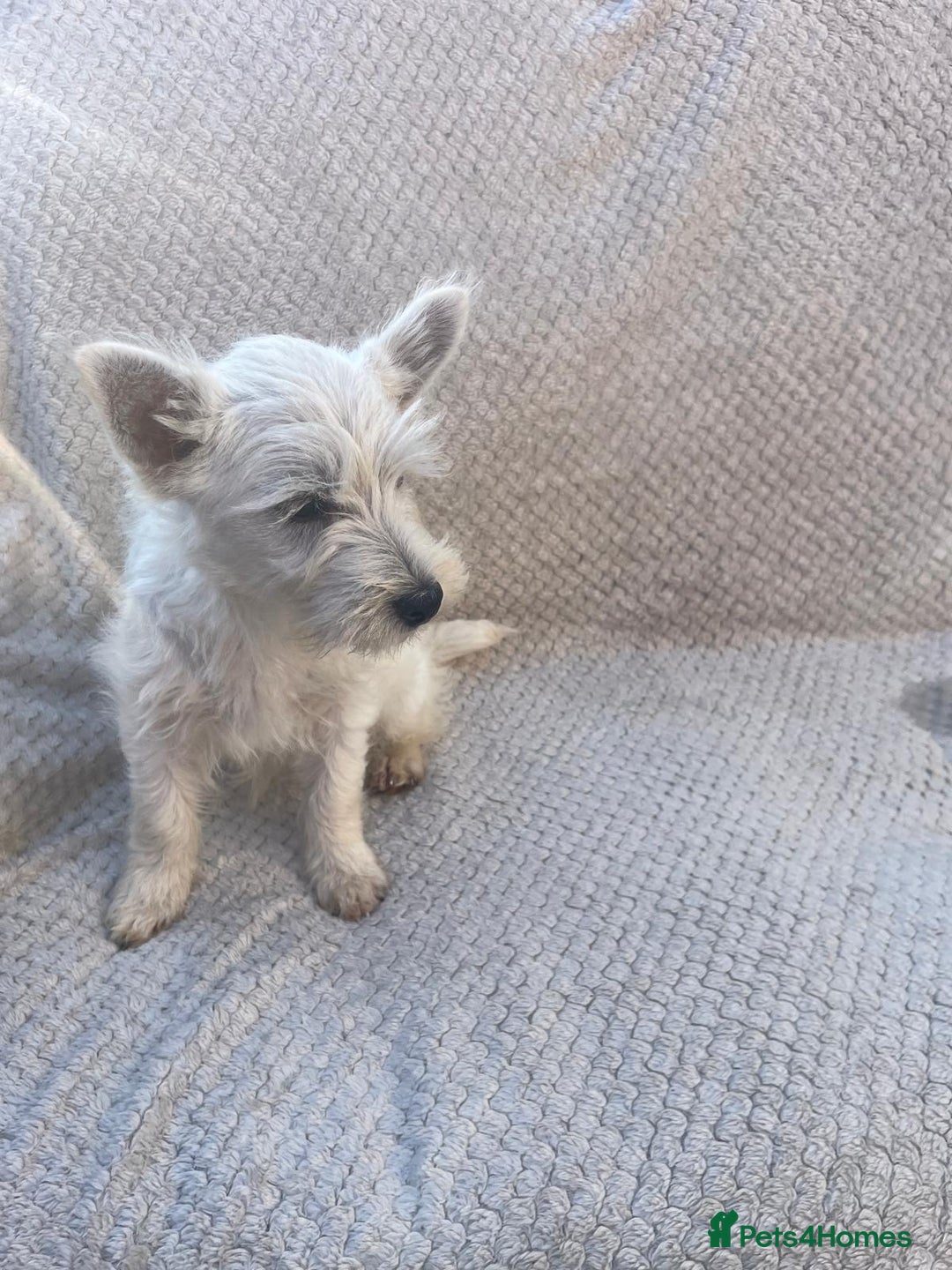 West Highland Terrier dogs for sale: West highland terrier  - Image 1