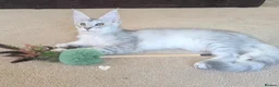 Maine Coon cats for sale: Ticked & Shaded Registered Kittens  - Advert 10