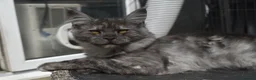 Maine Coon cats for sale: Gorgeous Champion Bloodline Maine Coon Kittens - Advert 9