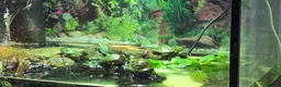 Turtle reptiles for sale: Painted turtles for sale - Advert 4