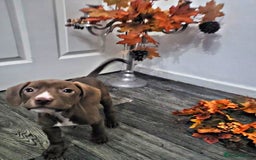 Mixed Breed dogs for sale: Beautiful mixed breed puppies - Image 1