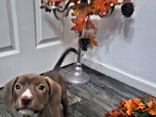 Mixed Breed dogs - Advert 14