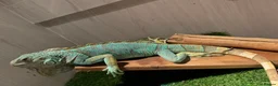 Iguana reptiles for sale: Blue iguana female - Advert 2