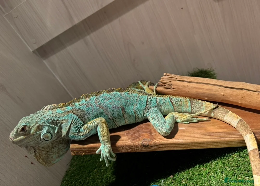Iguana reptiles for sale: Blue iguana female - Advert 2