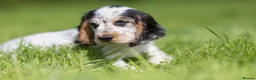 Cocker Spaniel dogs for sale: KC registered Show Cocker Spaniels  - Advert 4