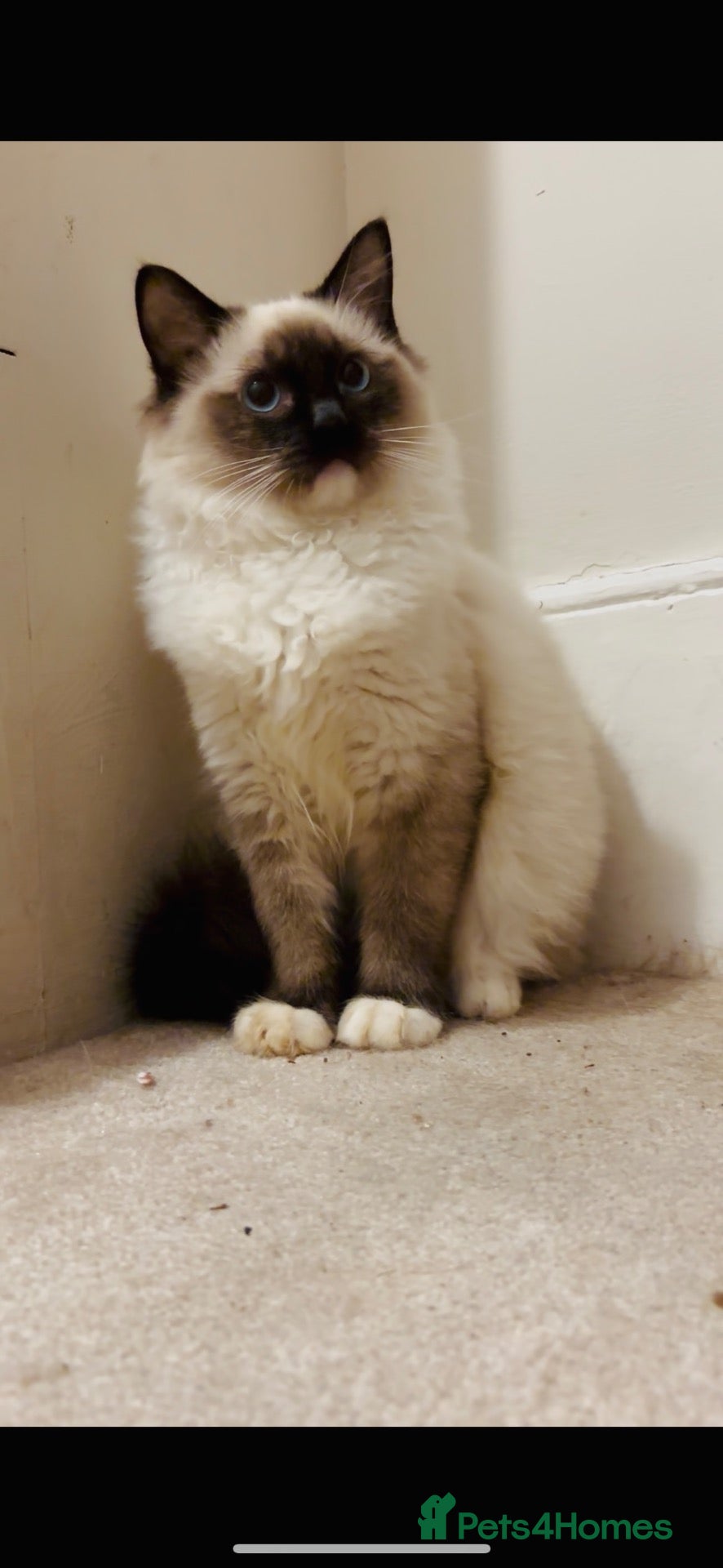 Ragdoll cats for sale: 🌟TICA🌟Champion Ragdoll🏆🏆🏆 - Advert 1