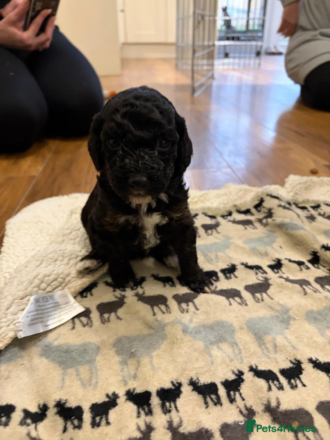 Sheepadoodle dogs for sale: Sheepadoodle  - Advert 14