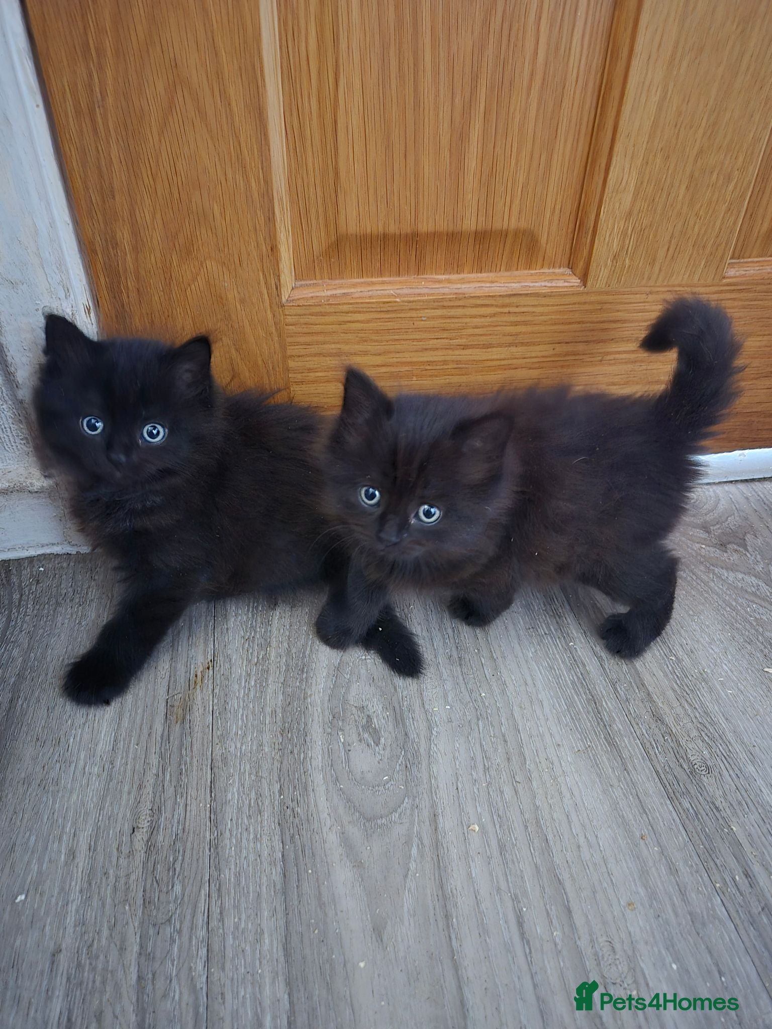 Mixed Breed cats Gorgeous little fluffy balls  - Advert 9