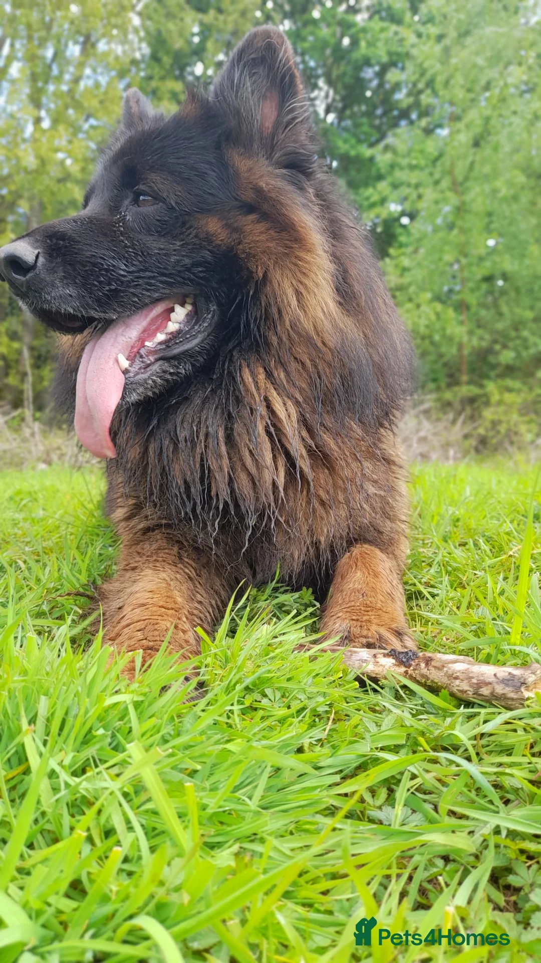 German Shepherd dogs for sale: German Shepherd looking for a loving forever home - Advert 2