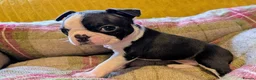 Boston Terrier dogs for sale: Adorable KC reg Boston Puppies  - Advert 10