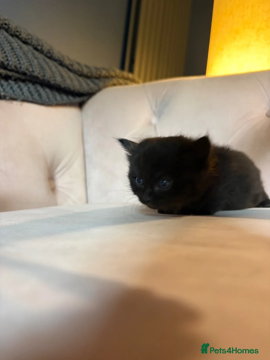 Ragdoll cats for sale: 🐾 **Beautiful Ragdoll Cross Kittens - Advert 9