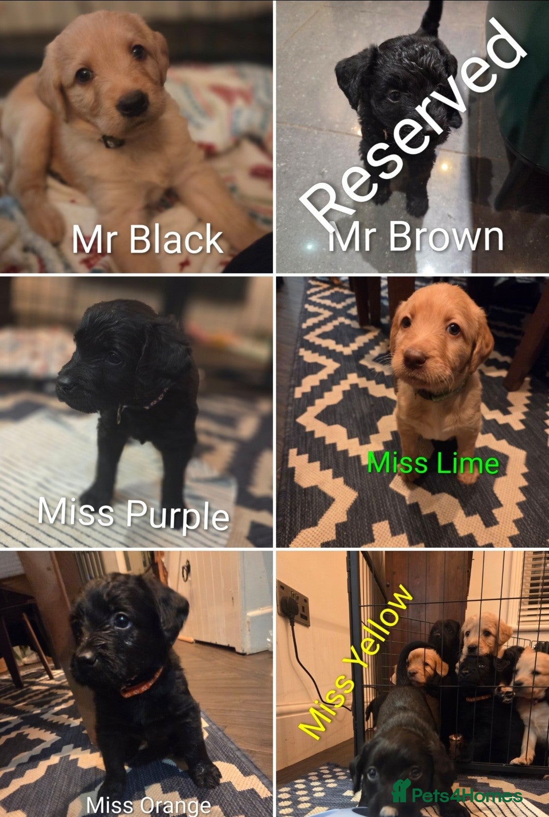 Labradoodle dogs Labradoodle Puppies  - Advert 2