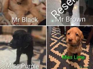 Labradoodle dogs Labradoodle Puppies - Advert 2