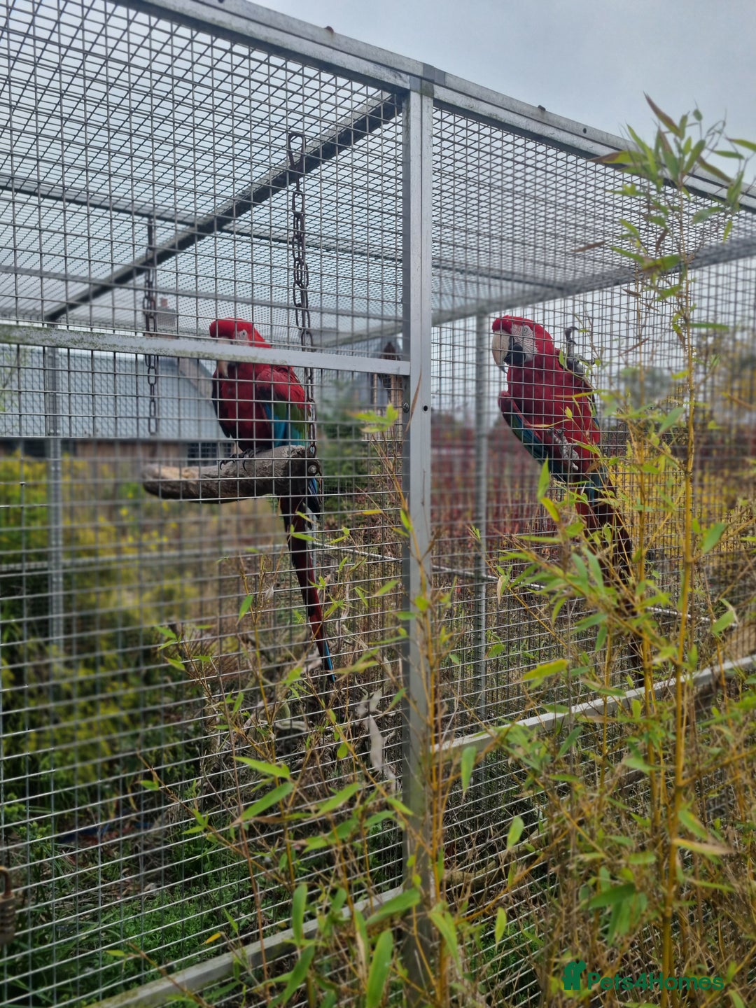 Macaws birds for sale: Proven breeding pair of Greenwing Macaws - Image 3