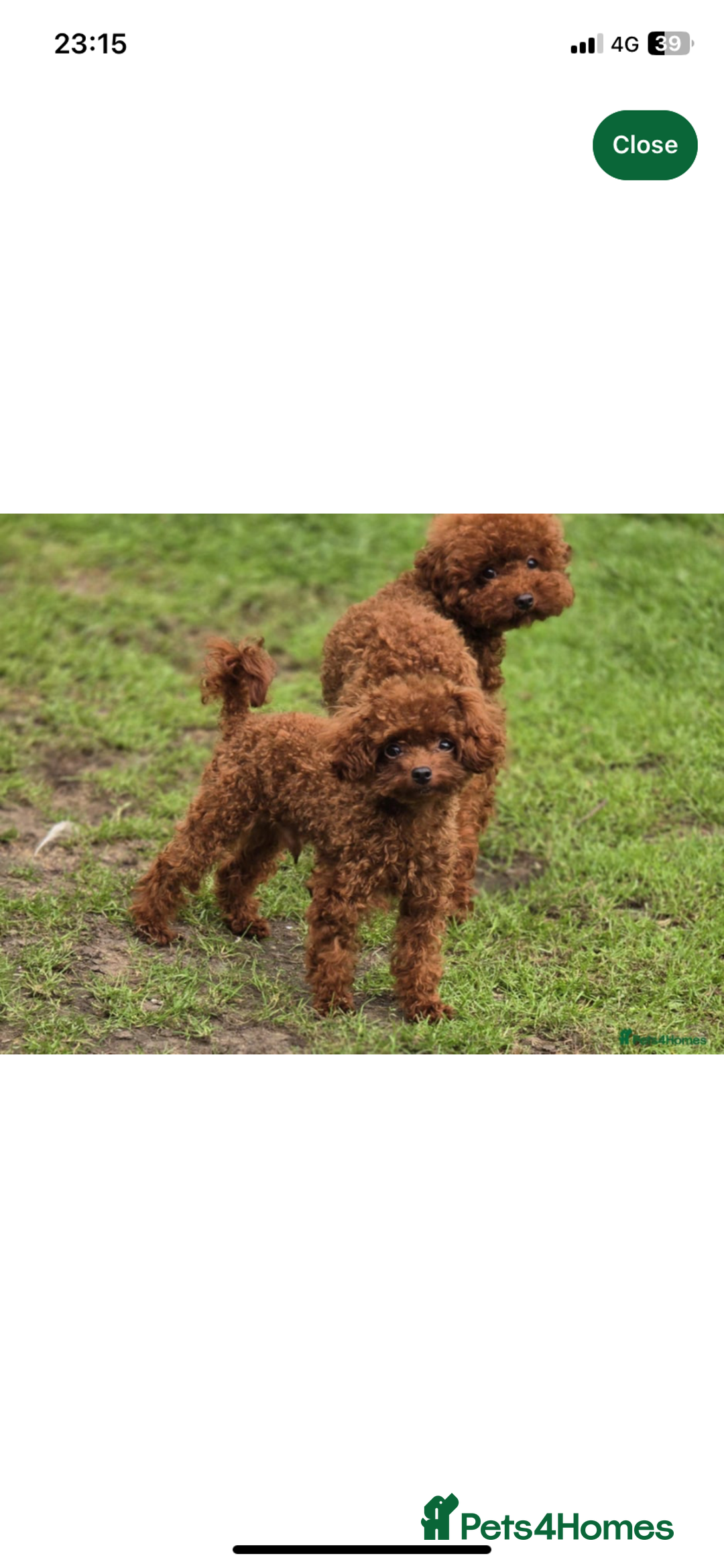 Maltipoo dogs for sale: Toy Female Maltipoo - Advert 6