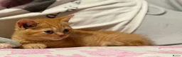 British Shorthair cats for sale: Rare Red British Shorthair Kittens - Advert 3
