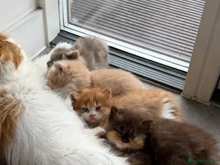 Persian cats Persian Cross Russian Blue Kittens - Advert 7