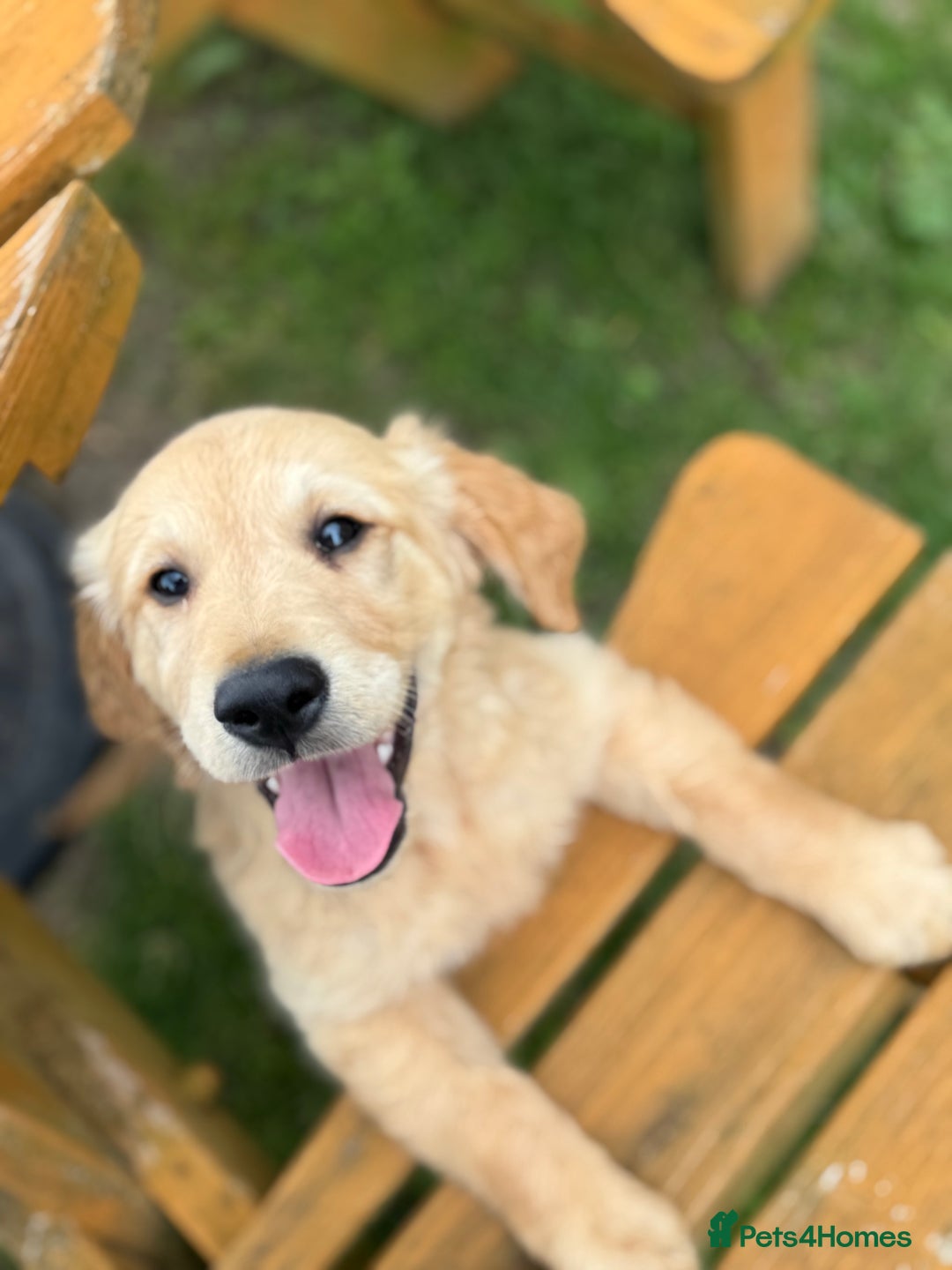 Golden Retriever dogs for sale: Healthy well socialised calm KC puppies - Image 8