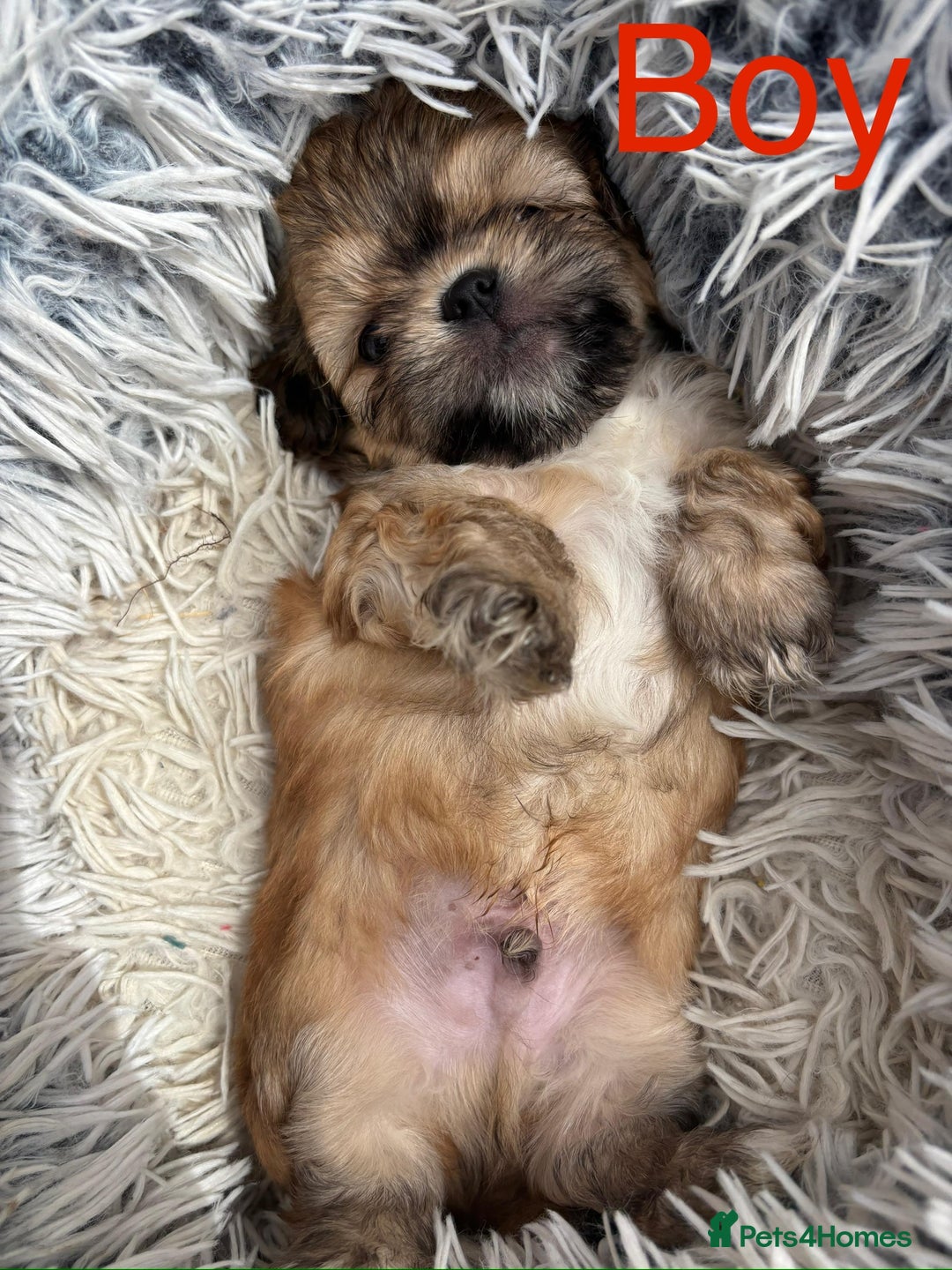 Shih Tzu dogs for sale: Adorable Shih tzu puppies for sale - Image 3