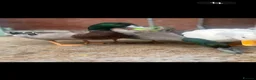 Ducks poultry for sale: 2 Rouen Drakes Looking for Home - Advert 5