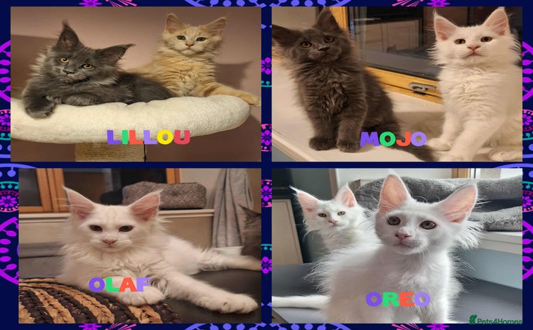 Maine Coon cats - Advert 4