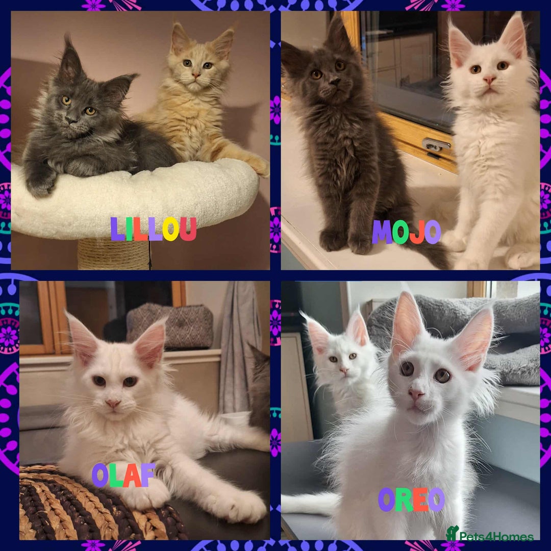 Maine Coon cats for sale: One left! MaineCoonKittens–GCCF/Pedigree - Advert 1